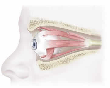Diagram of eye muscles
