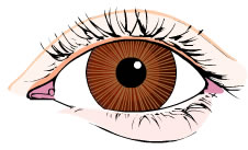 A human eye